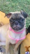 pug puppy posted by 492 CH KENNELS